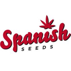 Black Domina x Chronic Fem Spanish Seeds