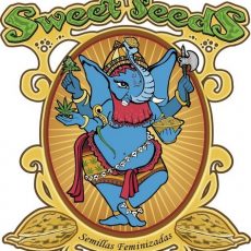 Black Jack CBD Fem Sweet Seeds