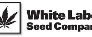 White Widow 10u. Regulares White Label