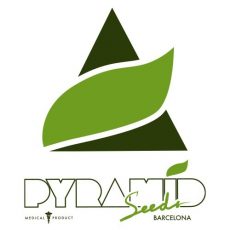 Amnesia Gold Fem Pyramid Seeds