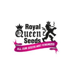 Royal Bluematic 3u. Fem Royal Queen Seeds