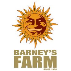 Blueberry Cheese Fem Barney´s Farm