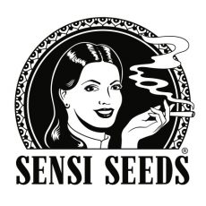 Papi Chulo OG Fem Sensi Seeds