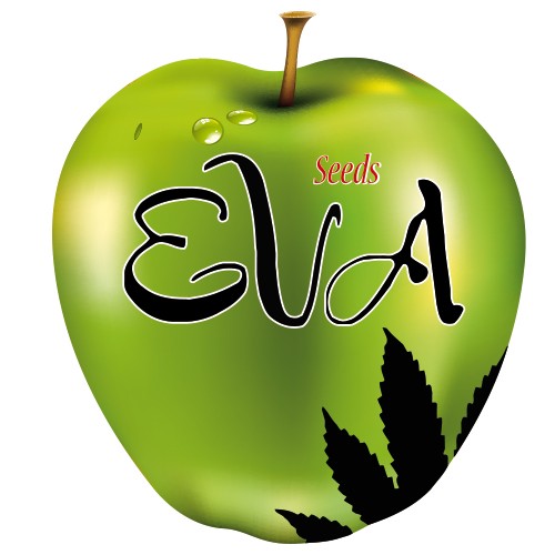 Jamaican Dream CBD 3u. Fem Eva Seeds