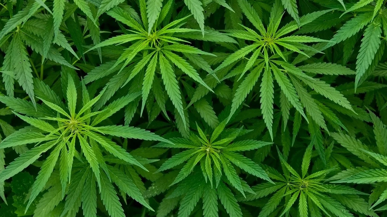 planta_marihuana
