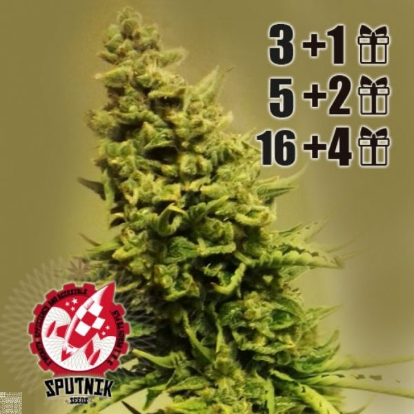 Super Auto Big Bang Sputnik Seeds