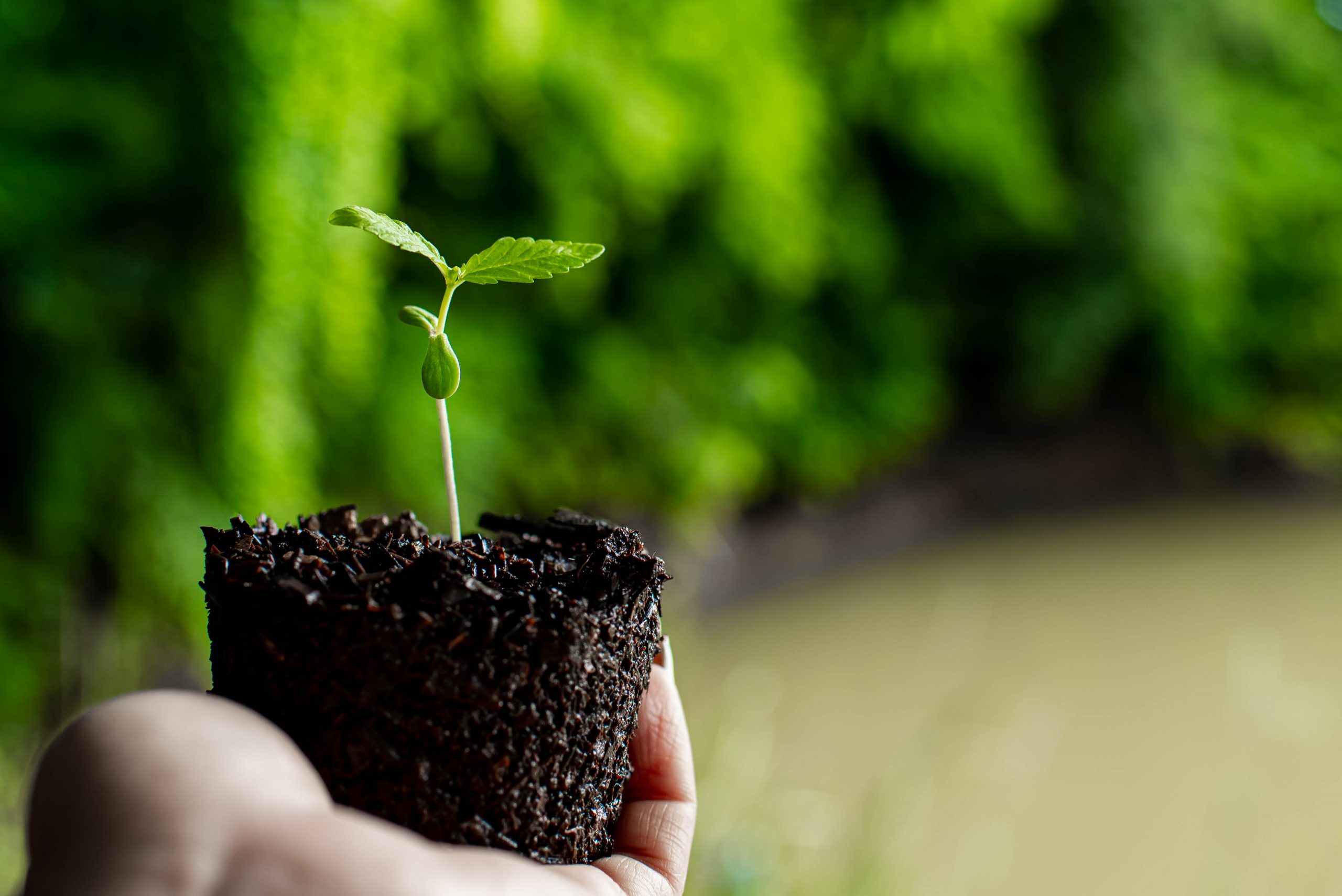 small plant of cannabis seedlings at the stage of vegetation planted in the ground in the sun, exceptions of cultivation an indoor marijuana for medical purposes. people holding small cannabis plant